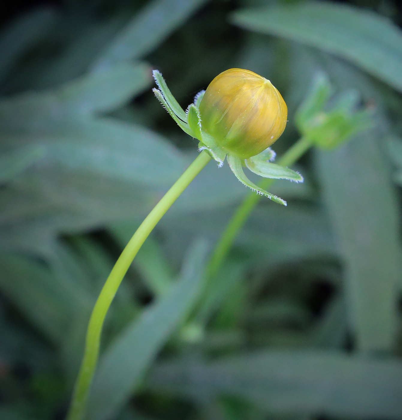 Image of Coreopsis lanceolata specimen.