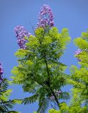 Jacaranda mimosifolia. Ветвь с соцветиями. Португалия, г. Лиссабон, в культуре. 08.08.2025.