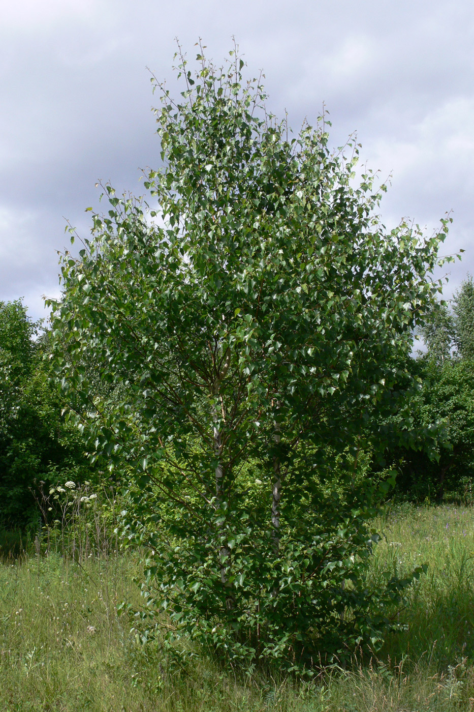 Изображение особи Betula pubescens.
