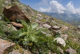 Cirsium rhizocephalum. Вегетирующее растение с заложившимся соцветием. Кабардино-Балкария, Черекский р-н, пер. Школьный, ≈ 3100 м н.у.м., каменисто-щебнистая осыпь, альпийский луг. 29.07.2025.