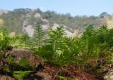 Polypodium cambricum. Вайи на развалинах древнего строения. Анталья, нац. парк \"Олимпос-Бейдаглары\", окр. пос. Чиралы, античный г. Олимпос, опушка соснового леса на берегу р. Гёксу. 31.12.2025.