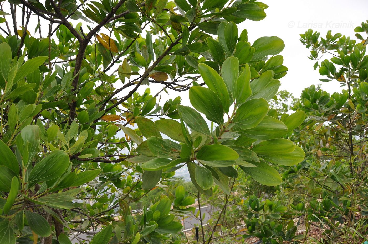Image of Acacia melanoxylon specimen.