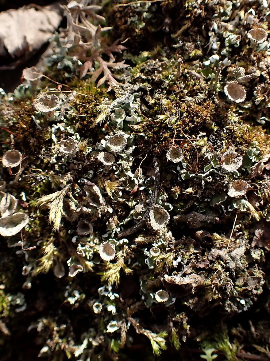 Image of genus Cladonia specimen.