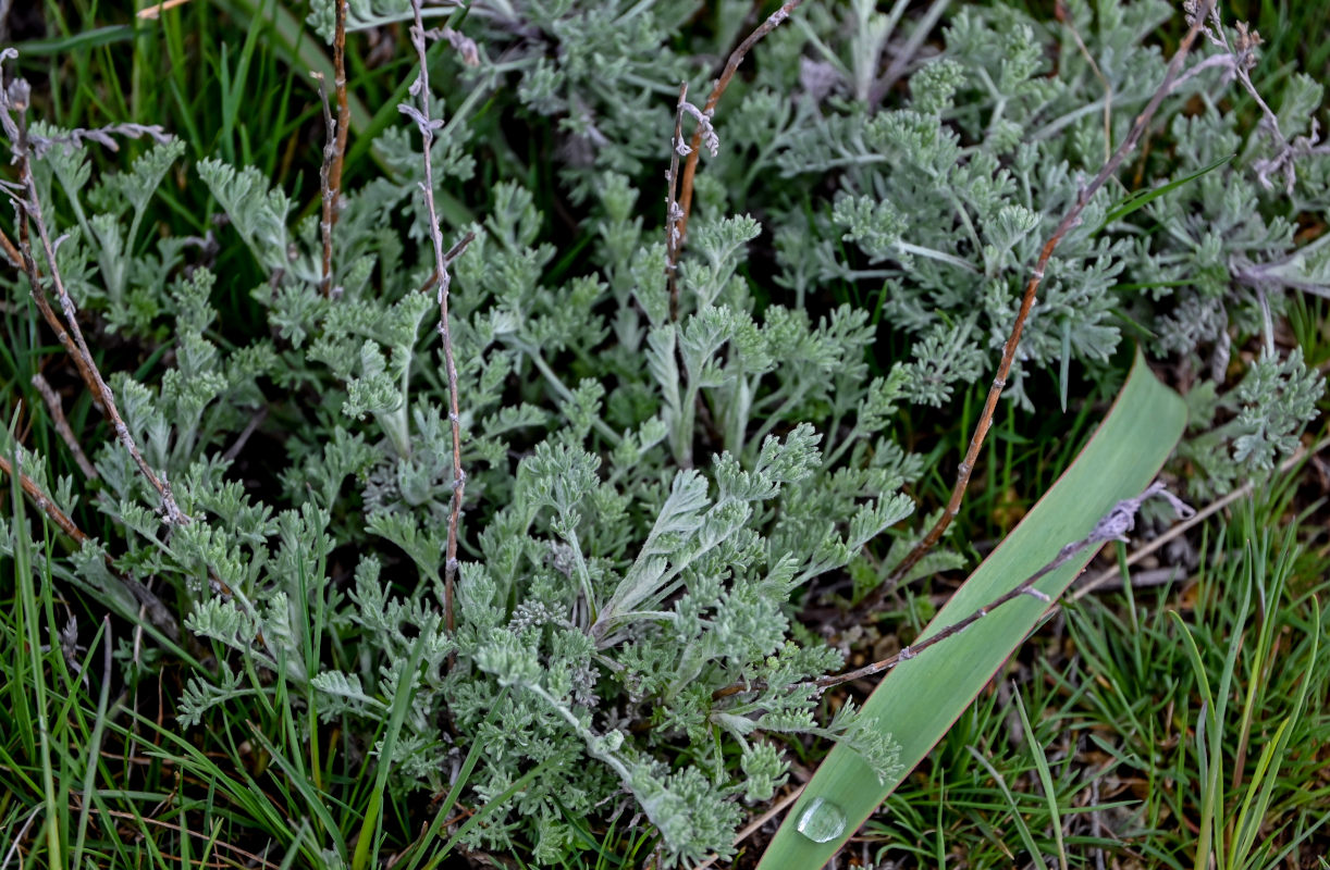 Изображение особи род Artemisia.