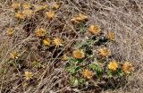 Carlina hispanica