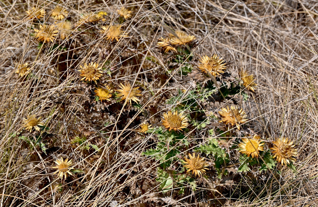 Image of Carlina hispanica specimen.