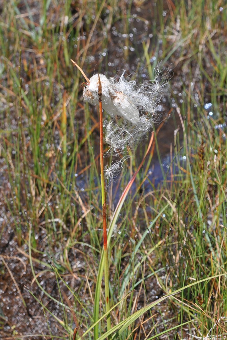 Image of genus Eriophorum specimen.