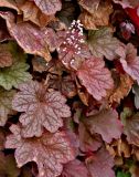 Heuchera pulchella. Верхушка цветущего растения. Китай, г. Шанхай, в культуре. 26.05.2025.
