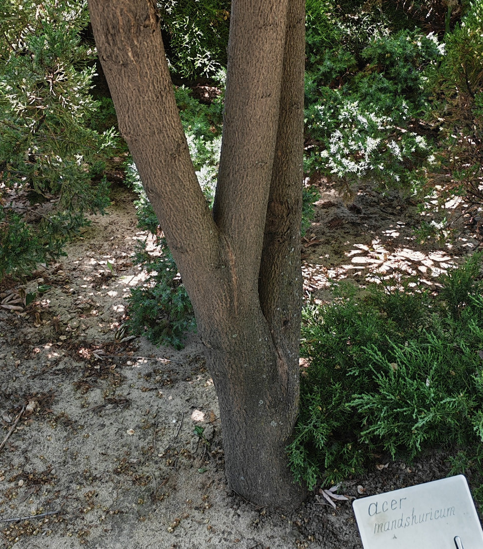 Image of Acer mandshuricum specimen.