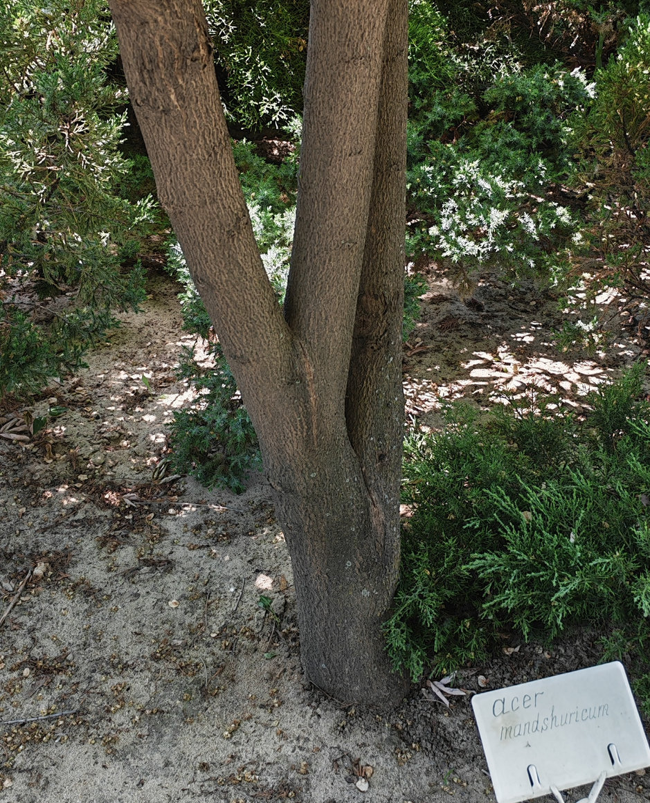 Image of Acer mandshuricum specimen.