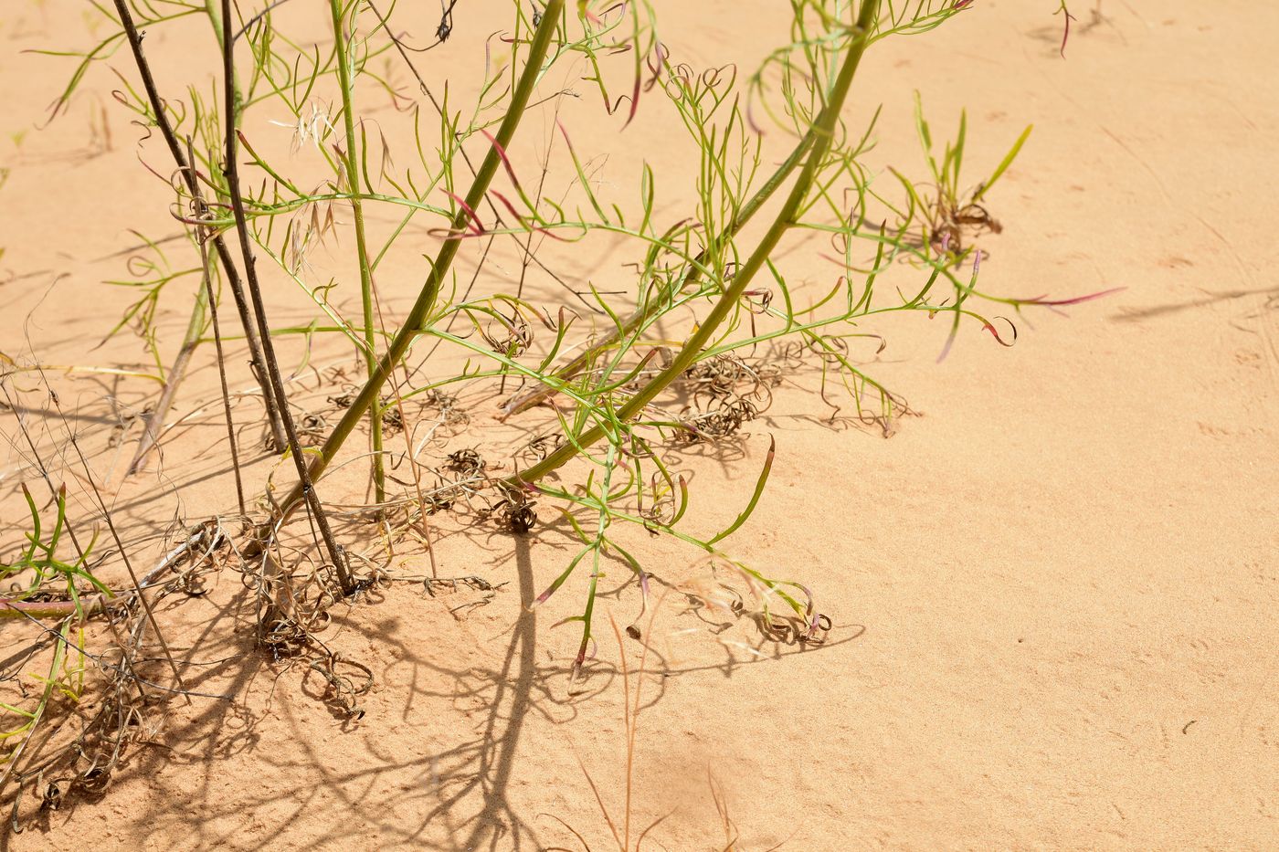 Image of Centaurea arenaria specimen.