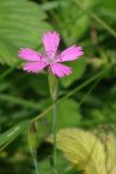 Dianthus deltoides. Верхушка цветущего растения. Московская обл., г. о. Пущино, сухой луг. 27.06.2026.