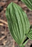 Epipactis helleborine