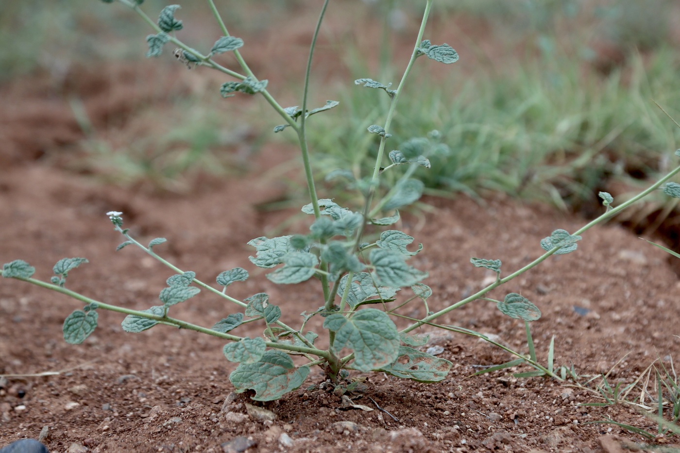 Изображение особи Heliotropium olgae.