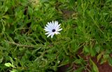 Osteospermum fruticosum