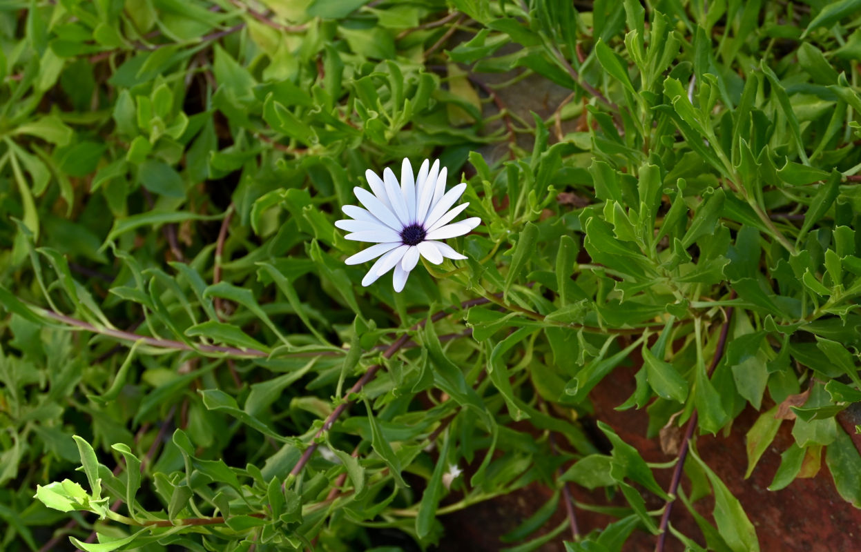 Изображение особи Osteospermum fruticosum.