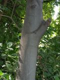 Celtis australis