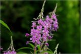 Chamaenerion angustifolium