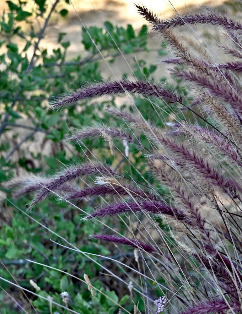 Изображение особи Pennisetum setaceum.