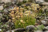 Saxifraga exarata. Цветущие растения. Карачаево-Черкесия, Карачаевский р-н, пер. Солнечный, 3300 м н.у.м., альпийский луг. 10.08.2026.