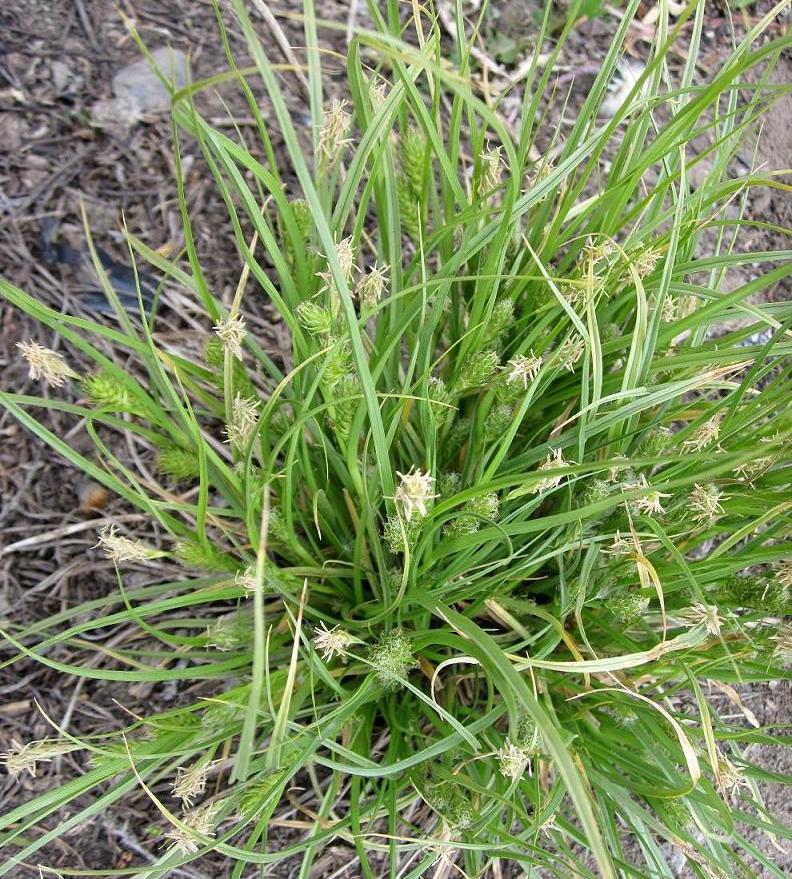 Изображение особи Carex secalina.