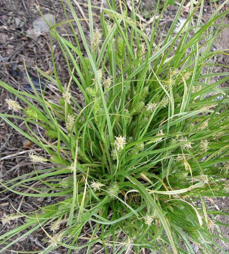 Изображение особи Carex secalina.