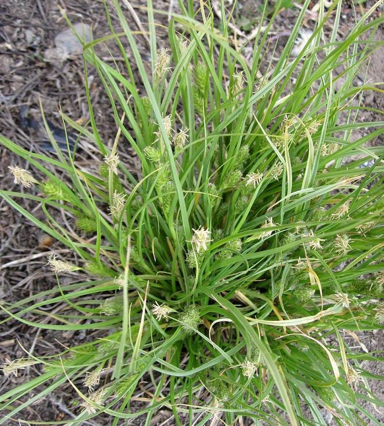 Image of Carex secalina specimen.