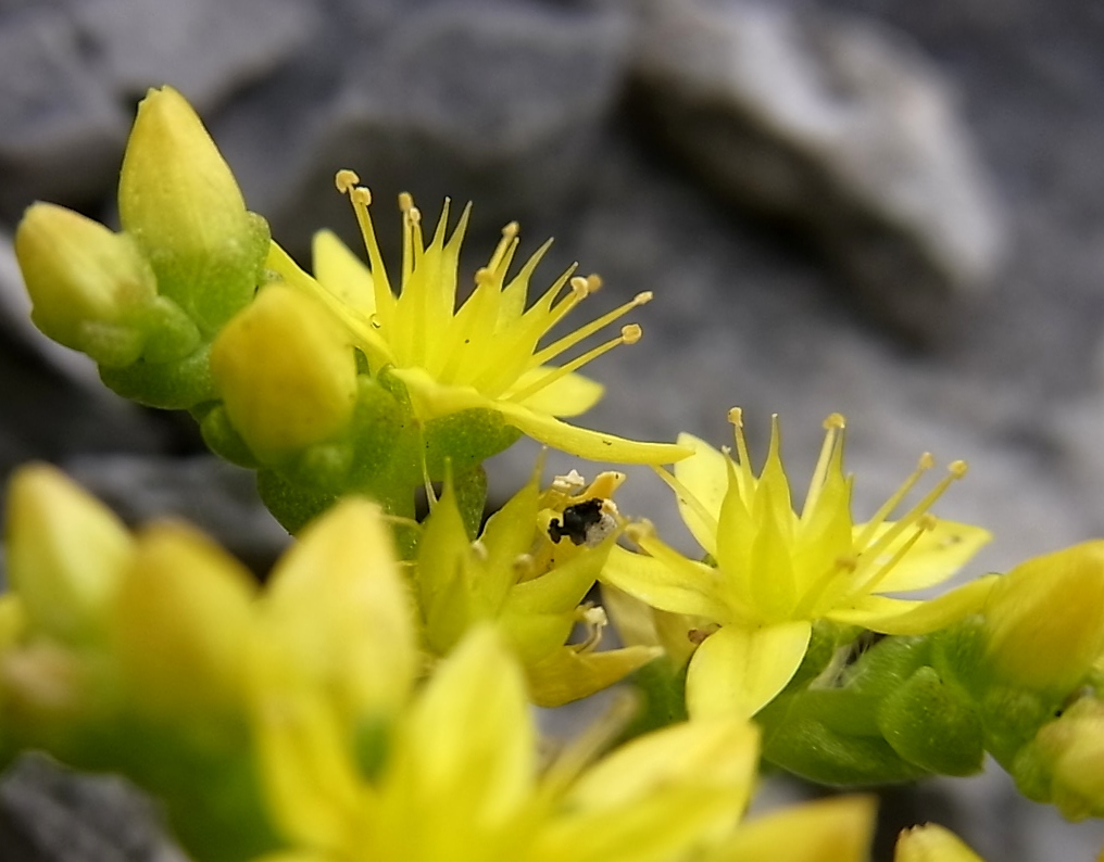 Image of Sedum acre specimen.