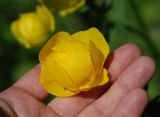 Trollius europaeus. Цветок. Ярославская обл., побережье Плещеева озера. 05.06.2011.