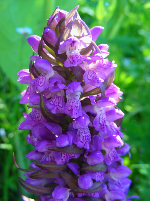 Image of Dactylorhiza incarnata specimen.