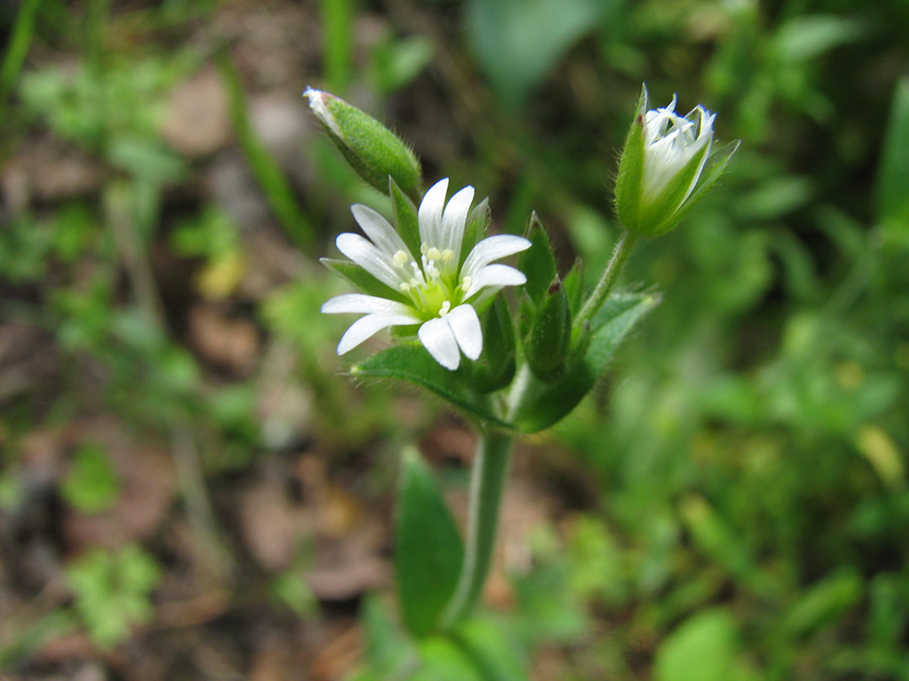 Изображение особи Cerastium holosteoides.