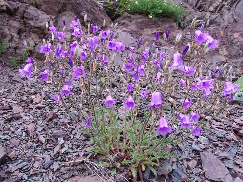 Image of Campanula hohenackeri specimen.