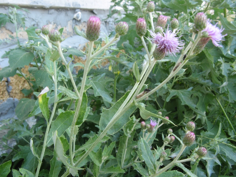 Изображение особи Cirsium incanum.