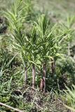 Polygonatum sewerzowii