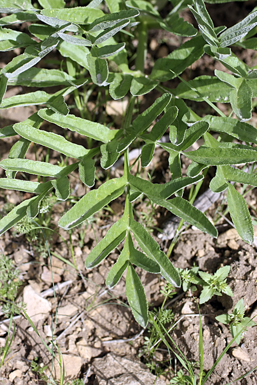 Изображение особи Ferula tadshikorum.