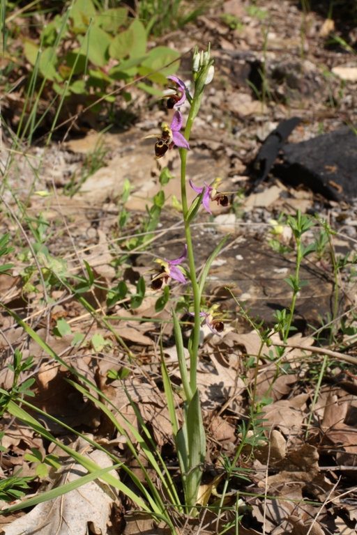 Изображение особи Ophrys oestrifera.