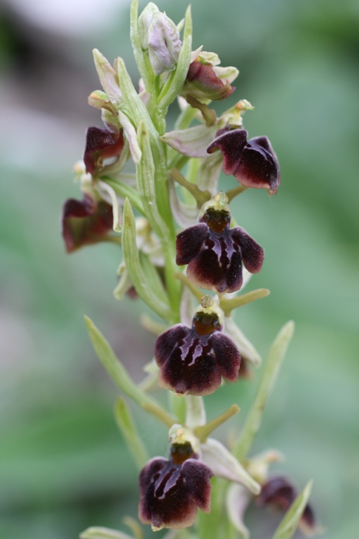 Image of Ophrys mammosa ssp. caucasica specimen.