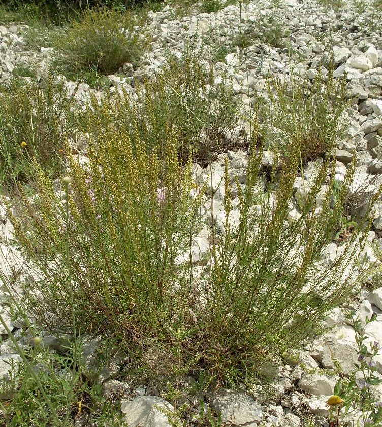 Изображение особи Artemisia salsoloides.