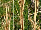 Andropogon virginicus