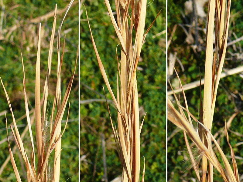 Image of Andropogon virginicus specimen.