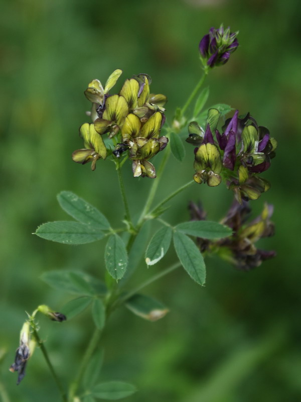 Image of Medicago × varia specimen.