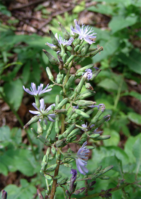 Image of Cicerbita prenanthoides specimen.