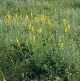 Agrimonia eupatoria