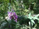 Lythrum salicaria