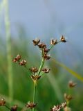 Juncus articulatus. Соцветие. Московская обл., Одинцовский р-н, оз. Полецкое, берег. 01.07.2011.