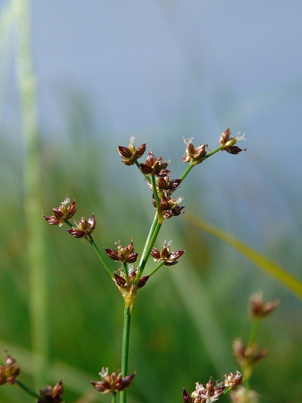 Изображение особи Juncus articulatus.