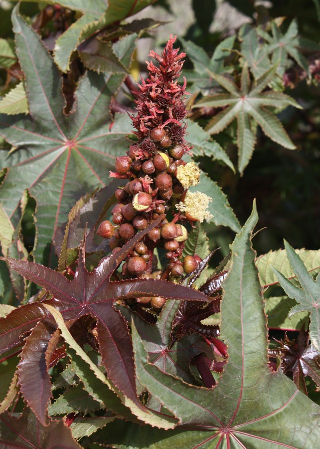 Image of Ricinus communis specimen.