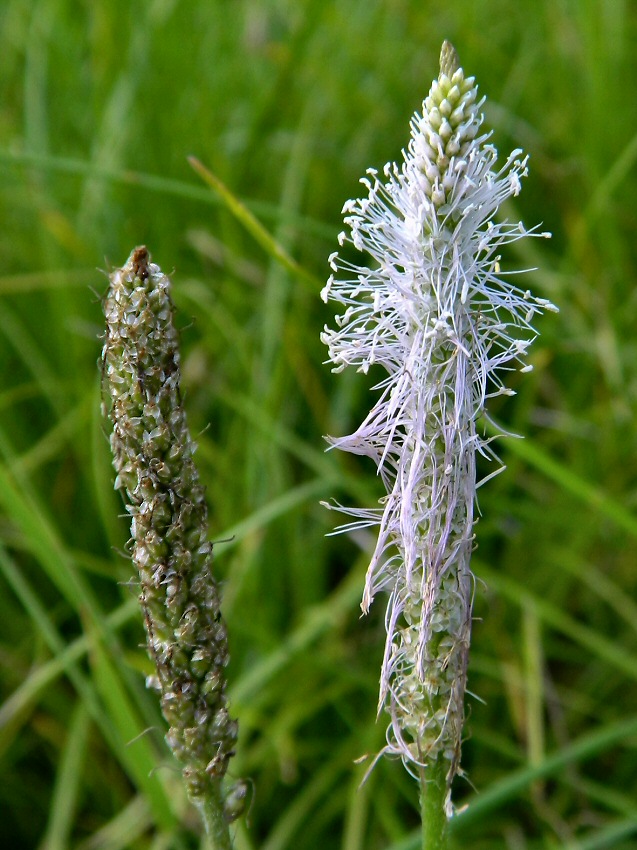 Изображение особи Plantago media.