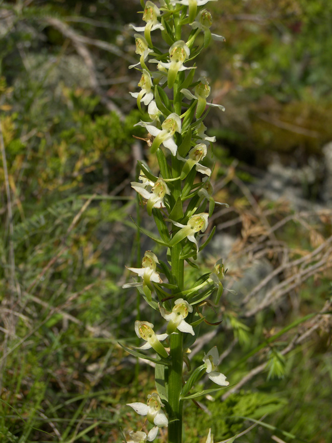 Изображение особи Platanthera chlorantha.