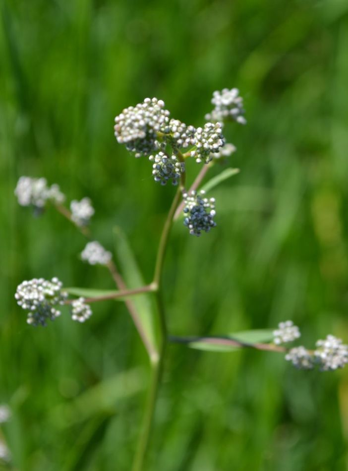 Image of Lepidium latifolium specimen.